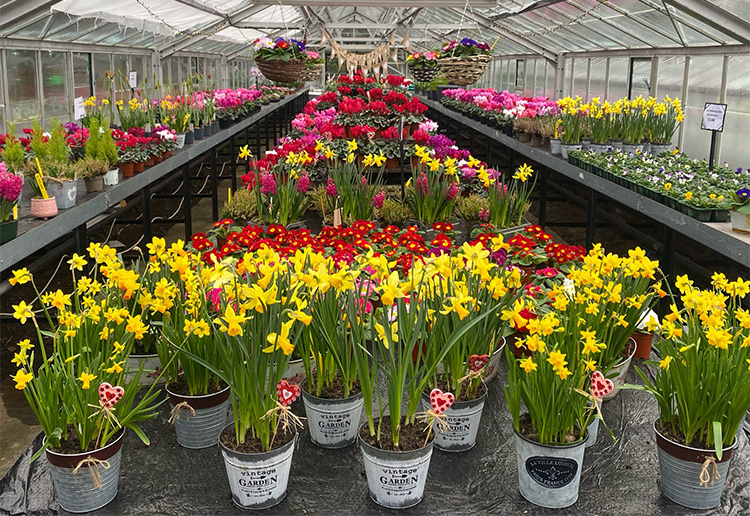 Plants for sale | North Yorkshire Council